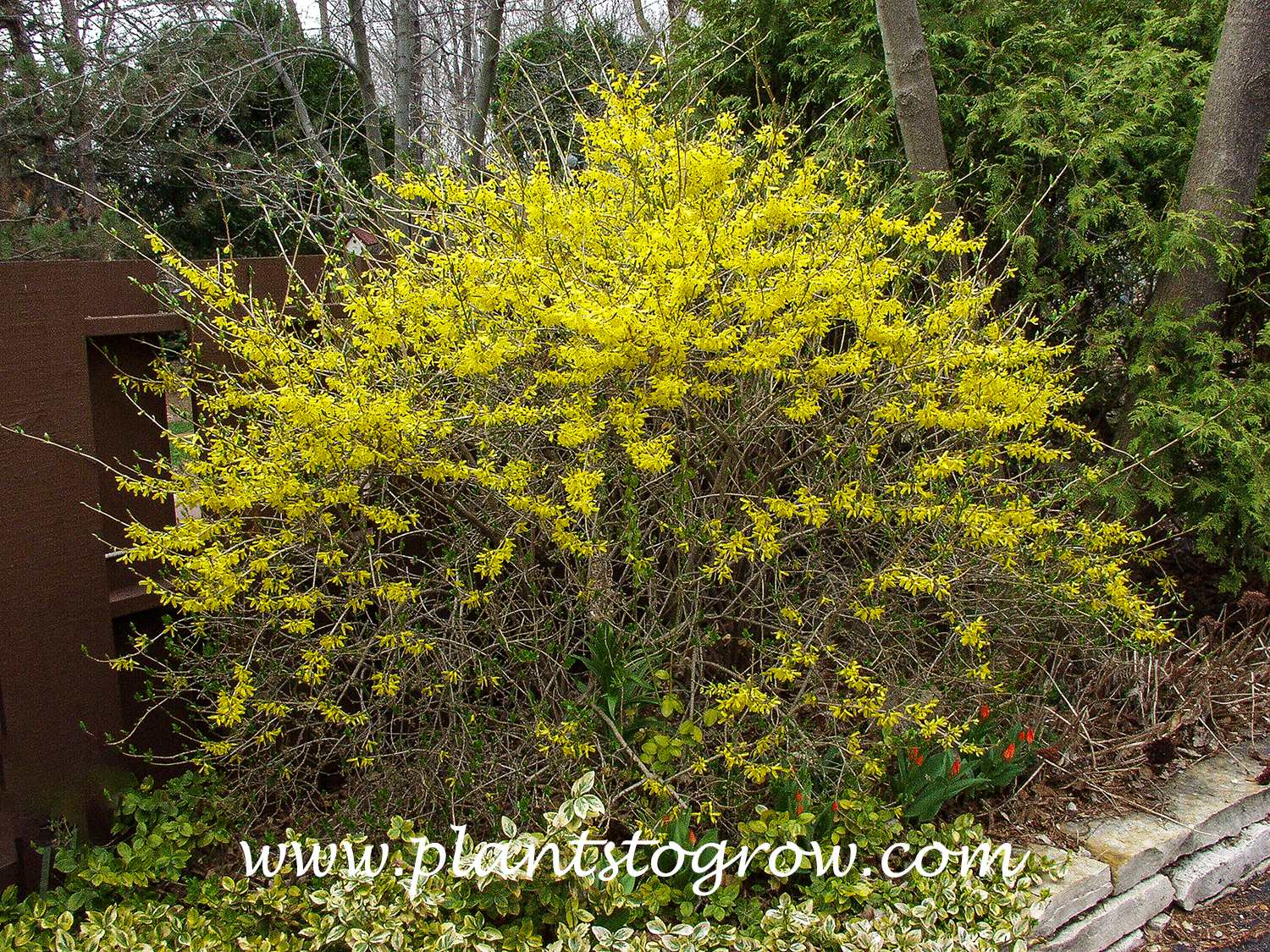 Meadow Lark Forsythia (Forsythia)
This shrub has been in this spot for over 15 years. It is pruned back each year to promote flowers and keep to size